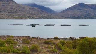 Tuathanas-èisg ann an Loch Thoirbheartain