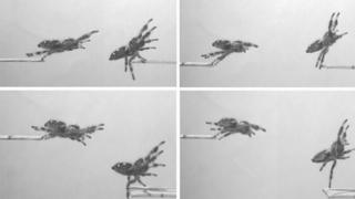 How a spider jumps on its prey - science has the answer - BBC News