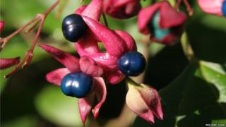Clerodendrum trichotomum
