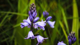 Spring flowers in Abingdon