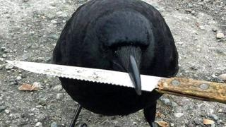 Canuck con un cuchillo en el pico