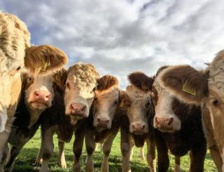 Cows looking into a camera