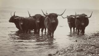 Highland Cows