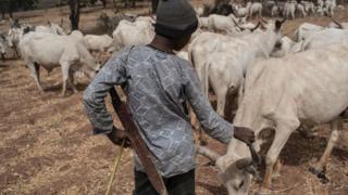 Ọdọmọde Fulani darandaran kan pẹlu awọn ẹran