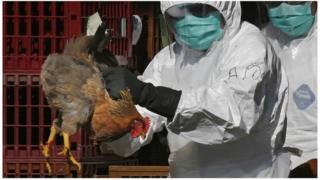 Grippe aviaire