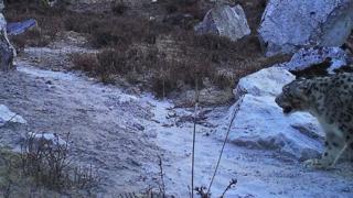 गौरीशंकर क्षेत्रमा 'क्यामेरा पासो'मा परेको हिउँचितुवा
