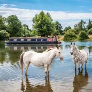 Horses cooling off at Port Meadow in Oxford