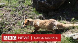 Түлкүнүн бачкиси