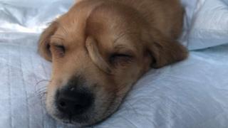 O filhotinho de cachorro dormindo