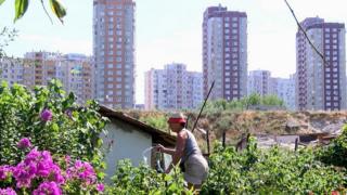 Навколо ферми за останні 30 років виросло кільце висоток