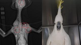 Exames de raio-x e Mr. Cocky, a cacatua