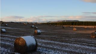 Field in winter