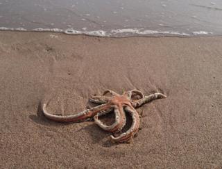 Starfish