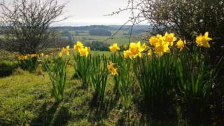 Wild daffodils