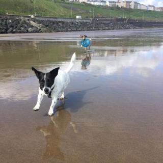 Two Jack Russell Terriers running through water