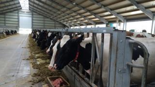 Cows