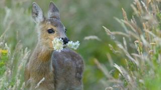 Roe deer
