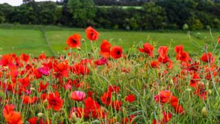 Poppies