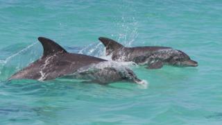 dauphins à long bec.