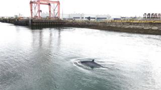 Minke whale in Belfast harbour