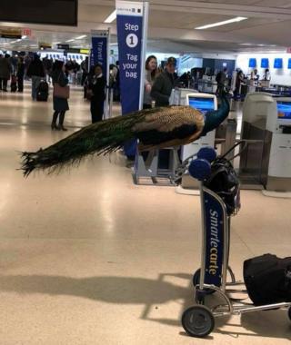 A picture of the peacock perched on a baggage trolley near United Airlines check-in