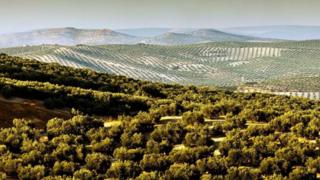 Castellon'da zeytin ağaçları