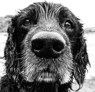A dog goes close to the camera on Bantham Beach, south Devon.