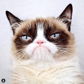 grumpy-cat.