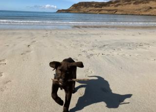 Pup Hamish at Calgary Bay on Mull