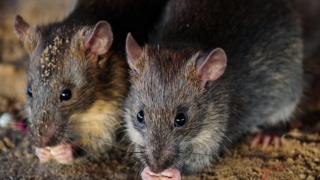 Rats eat grains of rice in Allahabad, India, on July 28, 2015