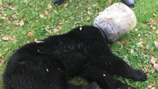 Buckethead the bear cub with a plastic container on its head in McHenry, Maryland, US on 13 October 2018