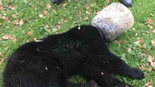 Buckethead o filhote de urso com um recipiente de plÃ¡stico em sua cabeÃ§a em McHenry, Maryland, EUA em 13 de outubro de 2018