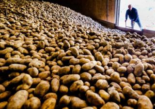 in_pictures Potato farmer