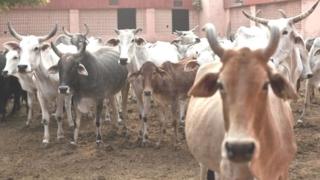 गायींचा कळप