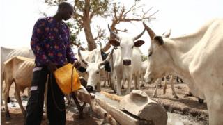 Aworan ọmọkunrin Fulani kan to n fun awọn maalu rẹ lomi mu