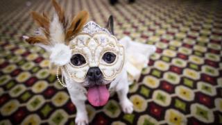 dog in a masque outfit