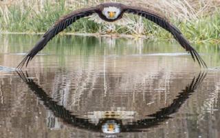 Águila de cabeza blanca en pleno vuelo