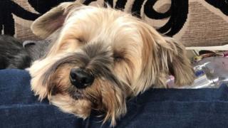Toby