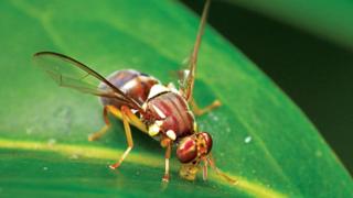 Mosca de la fruta