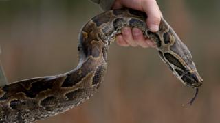 A Northern African python