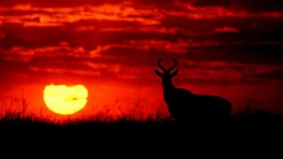 Silhouette photo of a landscape
