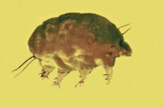 "หมูรา" (mold pig) สัตว์ไม่มีกระดูกสันหลังขนาดจิ๋วที่เพิ่งมีการค้นพบใหม่