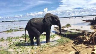 One of di elephants