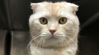 Kedi