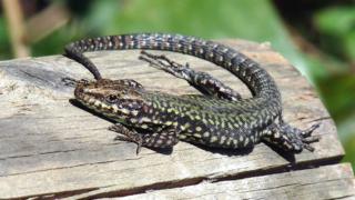 Lagartija roquera