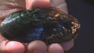freshwater mussel mussels spey tributary endangered critically