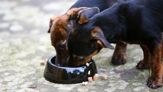 Puppies eating food