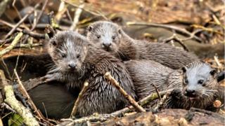 Wild otters