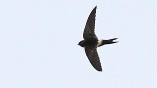 White-rumped Swift