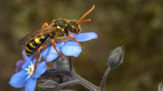 Bee pollinating flowers